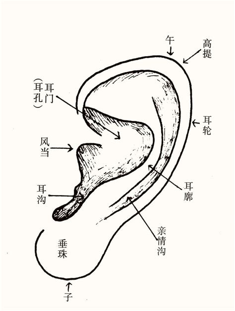 耳型 面相|十六种耳朵面相图文分析三六风水网